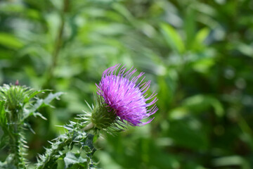 A thistle flower with purple petals and still closed buds. Close-up of Prickly Thistle Flower