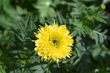 A vibrant yellow chrysanthemum flower is in full bloom, surrounded by green foliage.