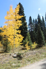 aspen