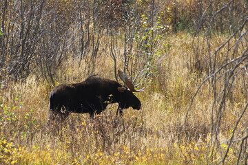 moose