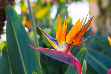 Closer Look at Strelitzia Reginae Flower with Unique Color Patterns