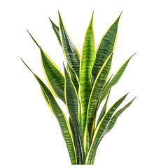 A Lush Snake Plant with Upright Sword Shaped Leaves Isolated on Transparent Background