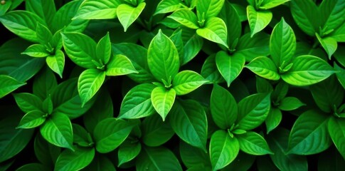 Lush green foliage, vibrant leaves, natural background, organic, leaves, vegetation