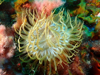 buceando en el cantábrico