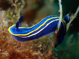 nudibranquios, buceando en el cantábrico.