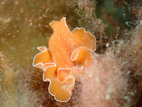 nudibranquios, buceando en el cant&aacute;brico.