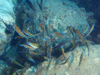 Faneca, buceando en el cantábrico.