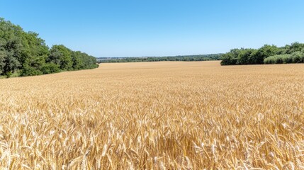 Fototapeta premium A vast golden wheat field ripe for harvest under a clear blue sky, bordered by lush green trees in the countryside.