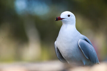 Gaviota 