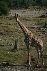 Giraffe standing in national park Etosha in Namibia