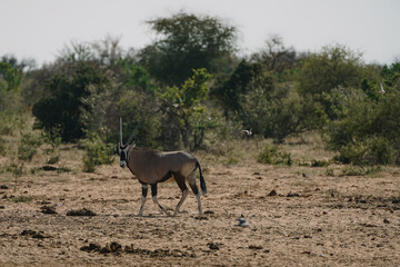Oryx antelope in Etosha National park in Namibia