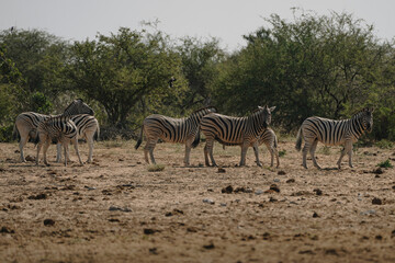 Obraz premium Herd of zebras in the bushes of the savannah in Etosha national park in Namibia