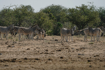 Herd of zebras in the bushes of the savannah in Etosha national park in Namibia
