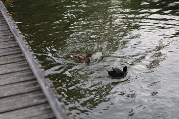 Serene Views of Kralingse Lake in Rotterdam – Peaceful Waters and Nature