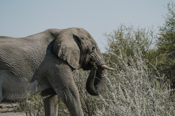 Fototapeta premium Aggressive male elephant with temporin on his temples (musth) close to a car of tourists in Etosha National park in Namibia