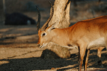 Kobus antelope on sunlight in Namibia