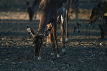 Impala antelope at sunset light in Namibia