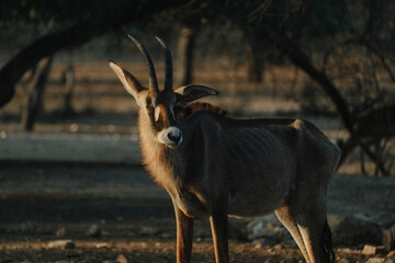 Roan Antelope at sunset light in Namibia