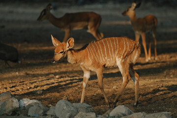 Obraz premium Nyala antelopes at sunlight in Namibia