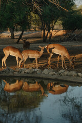 Impala antelopes at sunset light in Namibia