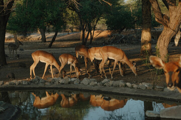 Impala antelopes at sunset light in Namibia