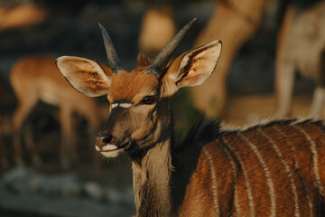 Nyala antelopes at sunlight in Namibia