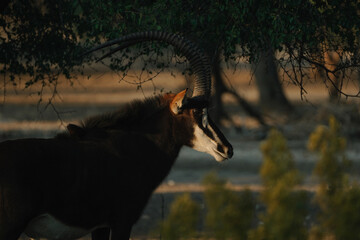 Sable Antelope at sunset light in Namibia