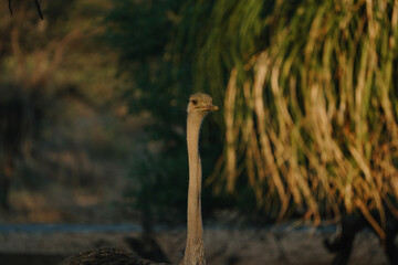 Ostrich's heads at sunset light in Namibia