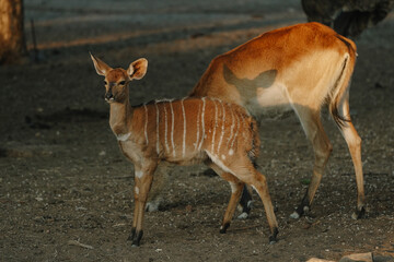 Nyala antelopes at sunlight in Namibia