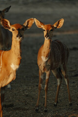 Nyala antelopes at sunlight in Namibia