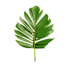 Single green tropical leaf on a transparent background