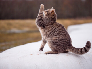 Cute tabby cat on white snow, dull winter nature scene with fields and forest in the background. Pet in cold weather and in wild area. Cat holds hand in high five or hi gesture.