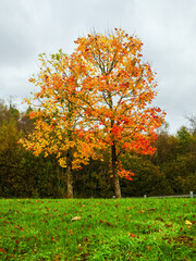 Naklejka premium A tree with orange leaves is in a field. The sky is white. Fall season nature background.