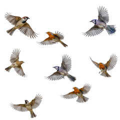 Flying Birds isolated on transparent background, Flocks of diffrent birds PNG 