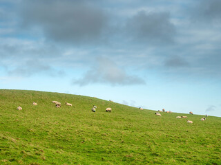 Wool sheep grazing on a hillside. The sky is cloudy and the grass is green. The sheep are eating grass and looking up at the sky. Agriculture and farming industry.