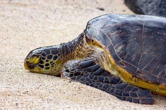 Turtle sleeping on beach shiny green sea turtle beach sand Hawaii dakine honu