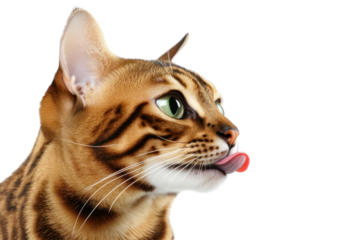 Close up of a cat with green eyes sticking its tongue out on transparent black background. The cat has brown and black spots
