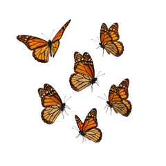 butterflies with wings spread and in flight isolated on transparent background, PNG 