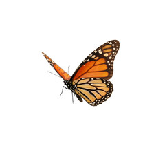 Fototapeta premium Butterfly isolated on transparent background 