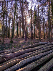Gefällte und markierte Baumstämme im Wald