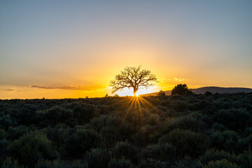 Tree Silhouette Sunset