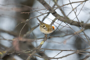 Male of Goldcrest (Regulus regulus) sitting on a branch in winter, mixed forest, Central Belarus