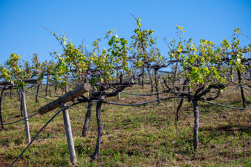 Hilly terraced vineyards in wine making region Tacoronte-Acentejo on Tenerife on slopes of Volcano...