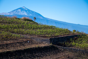 Hilly terraced vineyards in wine making region Tacoronte-Acentejo on Tenerife with view on Volcano Teide, Tenerife, Canary Islands, Spain