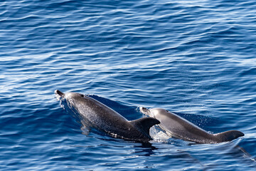 Watching flock of dolfins and whales from touristic boat, south of Tenerife island, Canary, Spain,...