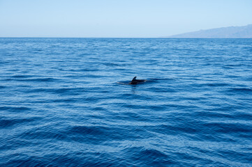 Fototapeta premium Watching flock of dolfins and whales from touristic boat, south of Tenerife island, Canary, Spain, wildlife seascape