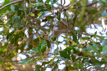 Hard green Australian macadamia nuts hanging on branches on big tree on plantation