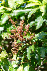 Seasonal blossom of tropical mango tree growing in orchard on Gran Canaria island, Spain, cultivation of mango fruits on plantation.
