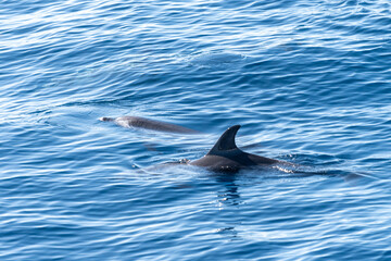 Watching flock of dolfins and whales from touristic boat, south of Tenerife island, Canary, Spain,...