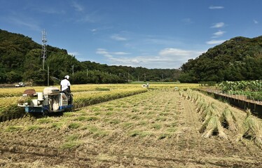 Japanese rice culture. Rice is the staple food of the Japanese. However, the heatwaves have caused a decline in production, leading to rising prices and a rice shortage.
